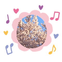 [LINEスタンプ] 満開の桜ソメイヨシノ