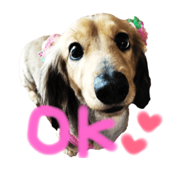 [LINEスタンプ] ダックスもか 