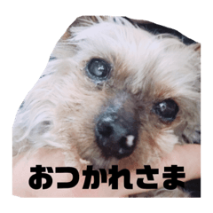 [LINEスタンプ] もるさんです 