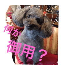 [LINEスタンプ] しょこぱぴ日和2