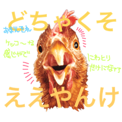 にわとりのTVとBD