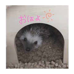 [LINEスタンプ] 愛しのこむちゃん2