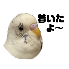[LINEスタンプ] 小さいインコ