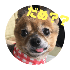 [LINEスタンプ] モカとガンちゃんのスタンプ