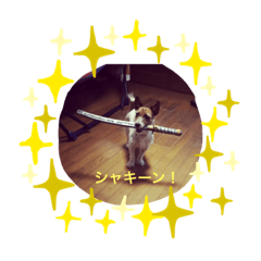 [LINEスタンプ] ひめたそ 