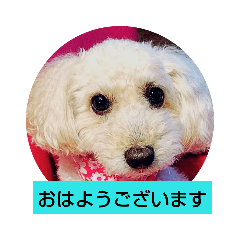 [LINEスタンプ] トイプードルぱるぴの(敬語)2 