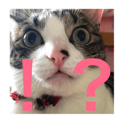 [LINEスタンプ] 〜りり〜No.1 
