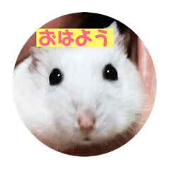 [LINEスタンプ] たろっぺ＆はむすけ 