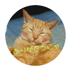 [LINEスタンプ] うちのここともも 