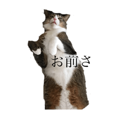 [LINEスタンプ] 微妙な顔しかしないもちまるくん 