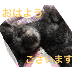 [LINEスタンプ] しょこぱぴ日和1 