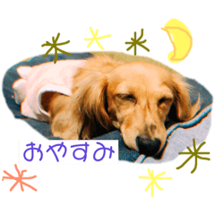 [LINEスタンプ] 愛犬さくらさん