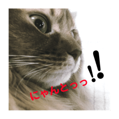 [LINEスタンプ] 猫すたんぷ1