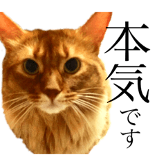 [LINEスタンプ] うちの猫スタンプ2