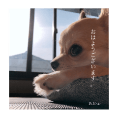 [LINEスタンプ] あおピン‎。
