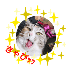 [LINEスタンプ] ネコ時々ウサギ