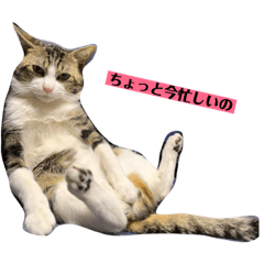 [LINEスタンプ] ジュンタの日常