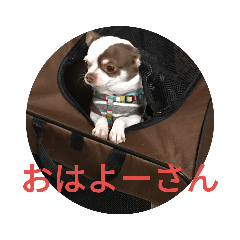 [LINEスタンプ] よかにせどんチクワスタンプ