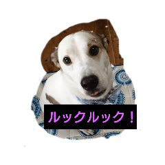[LINEスタンプ] パピコと申します