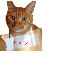 [LINEスタンプ] チャンくん
