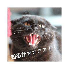 [LINEスタンプ] 黒猫リリィの強めの主張