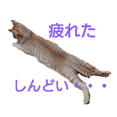 [LINEスタンプ] 我が家のにゃんこs