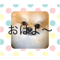 [LINEスタンプ] ポメラニアンのユキちゃん！❤️