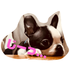 [LINEスタンプ] ボストンテリア イヴちゃんの日常♡