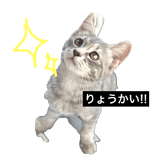 [LINEスタンプ] 美人猫 琥珀ちゃん