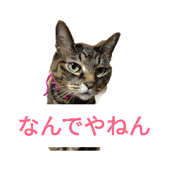 [LINEスタンプ] ルナタカスタンプ