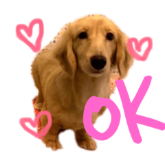 [LINEスタンプ] 愛犬スタンプ、ミニチュア＆シェルティ