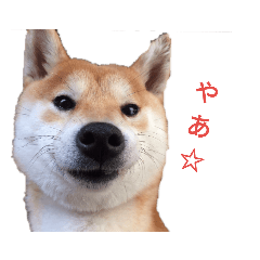 [LINEスタンプ] 柴犬スタ