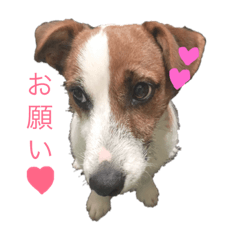 [LINEスタンプ] わたしの愛犬ʚ❤︎ɞ