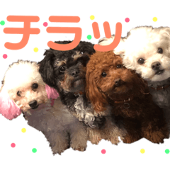 [LINEスタンプ] 松本家のわんにゃんたち2