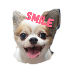 [LINEスタンプ] チワワのめろん君2！