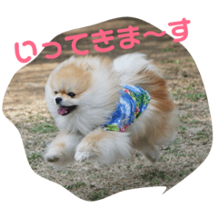 [LINEスタンプ] ちゃしまるスタンプ 