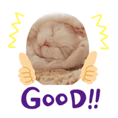 [LINEスタンプ] 猫好きスタNO1ฅ•ω•ฅ
