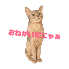 [LINEスタンプ] 猫ちゃんの気持ち