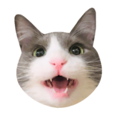 [LINEスタンプ] 猫のいーくんと仲間たち