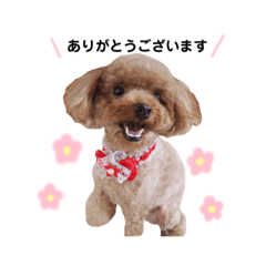 [LINEスタンプ] ココスタンプ_1