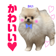 [LINEスタンプ] ポメラニアンの海くん（かいくん）②