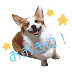 [LINEスタンプ] コーギーはなちゃんスタンプ