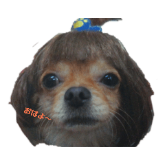[LINEスタンプ] オチッチ日和