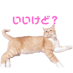 [LINEスタンプ] 愛しのまろちゃん