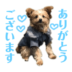 [LINEスタンプ] かわいいダルくん①