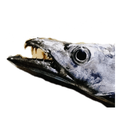 [LINEスタンプ] 魚のひとこと 