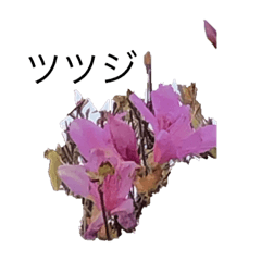[LINEスタンプ] ピンク色の花とつぼみ