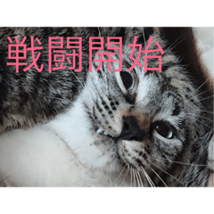 [LINEスタンプ] うちの猫5