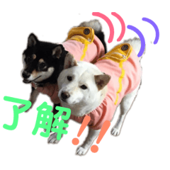 [LINEスタンプ] 柴犬女子。。。