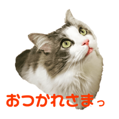 [LINEスタンプ] 猫スタ＊キルちゃん2